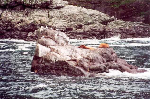 010 Lachtan u�at� 