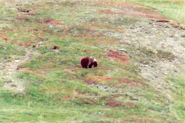 029 Medv�d hn�d� - Grizzly 