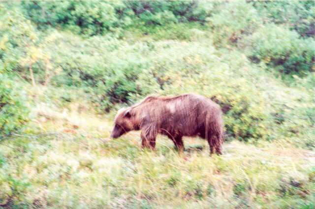 032 Medv�d hn�d� - Grizzly 