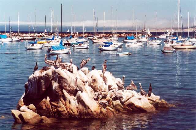 090 Monterey-Pelik�ni 