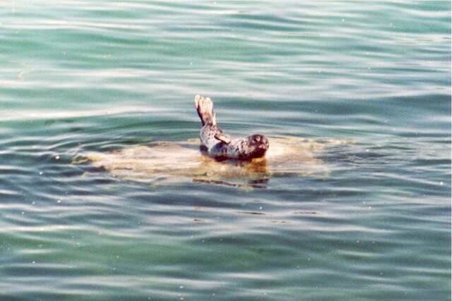 091 Monterey-Tule� krou�kovan� 