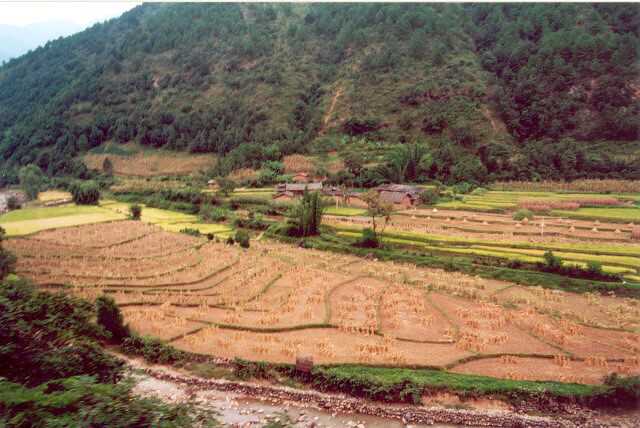 215 R��e po sklizni 