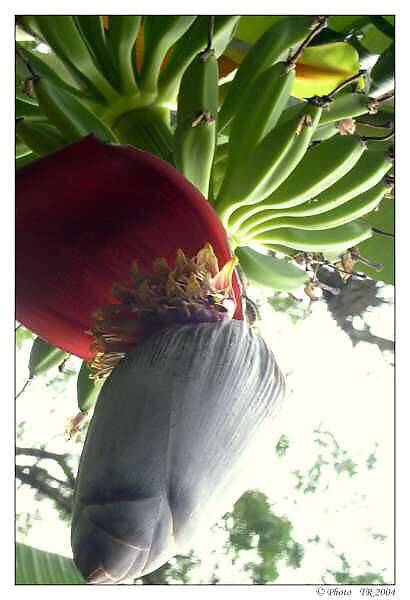 202 Ban�nov� kv�t 