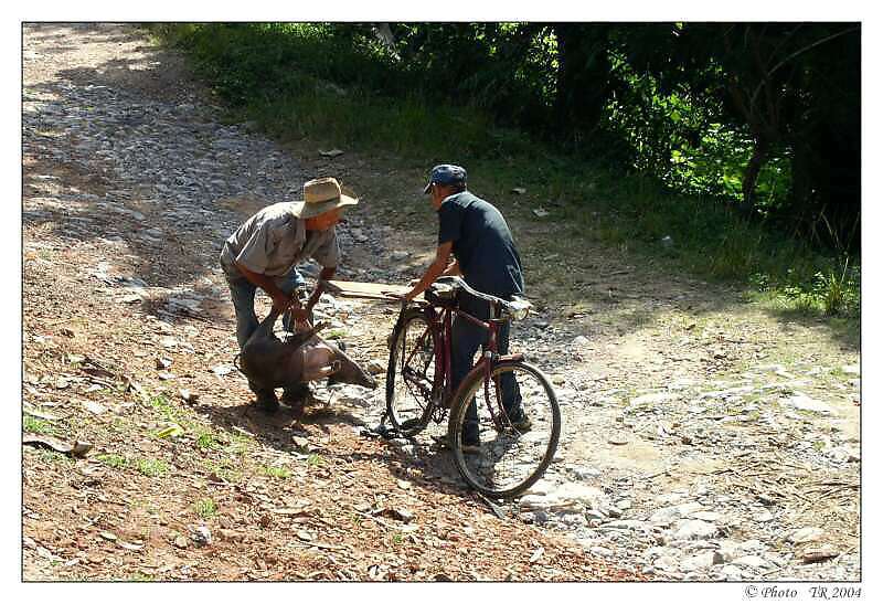 205 nepoddajn� pras�tko 