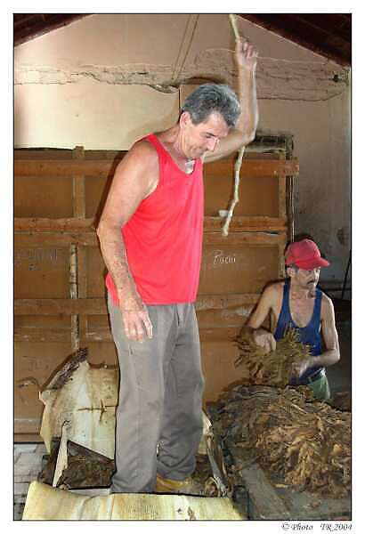 210 Se�lap�v�n� tab�kov�ch list� do p�epravn�ch bal�k� 