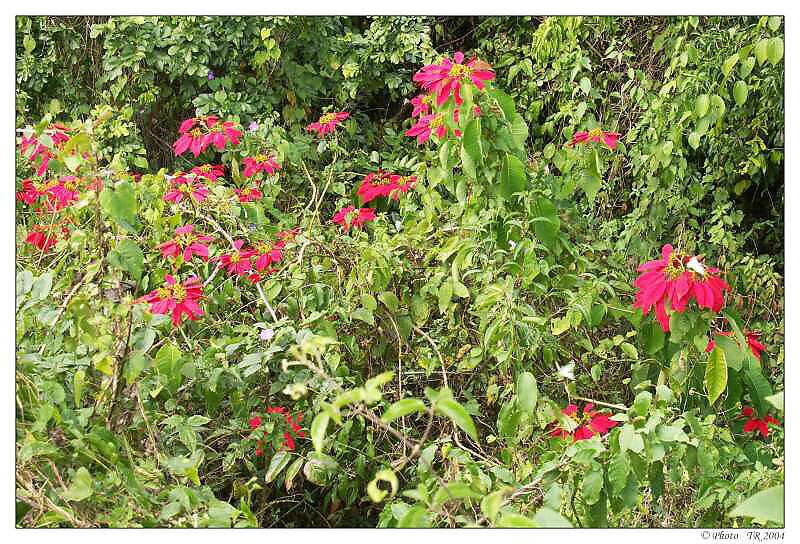 232 poinc�zie - v�no�n� hv�zdy 