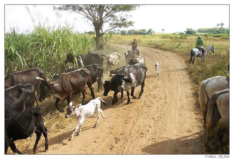 504 Trinidad, proj��ka  po Valle de los Ingenios, �dol� cukrovar� 