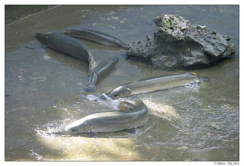 543 z�toka Zapata, kostl�n, endemick� ryba �ij�c� na suchu i ve vod� 