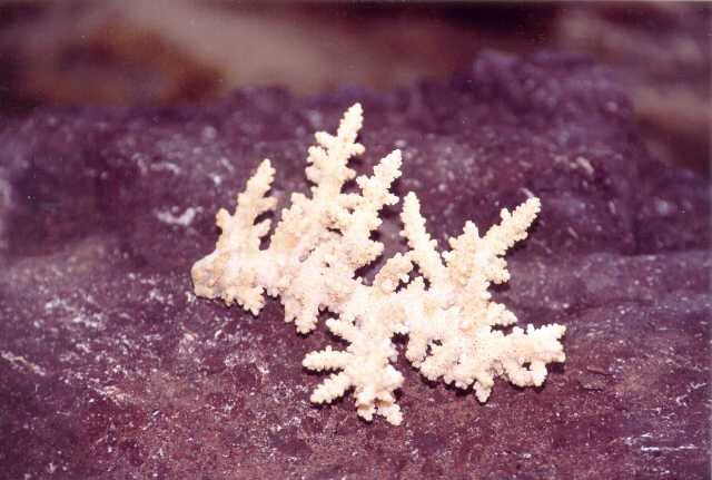 047 Korl Acropora 