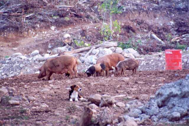 061 Dom�c� zv���tka 