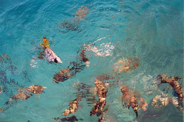 078 Krmen� rybi�ek 