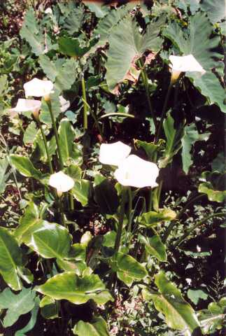 171 Hojn� se vyskytuj�c� a divoce rostouc� kaly 