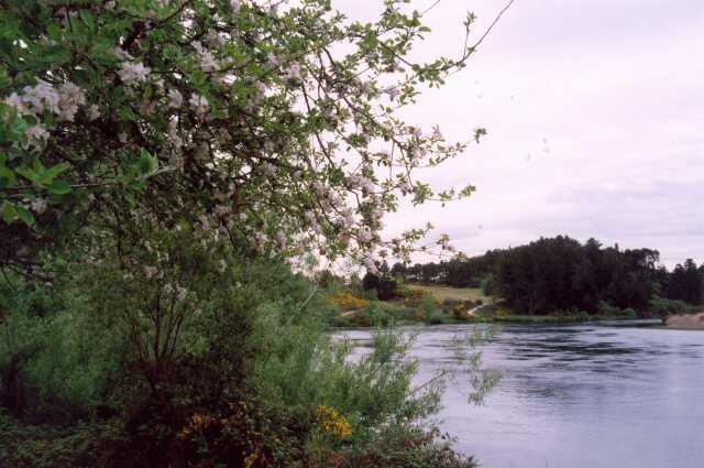 221 Rozkvetl� jablo� v listopadu 