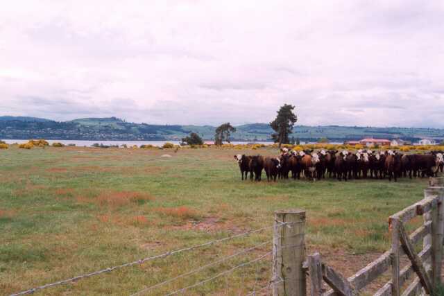 222 Hrstka ze 60 mili�n� krav sp�saj�c� NZ 