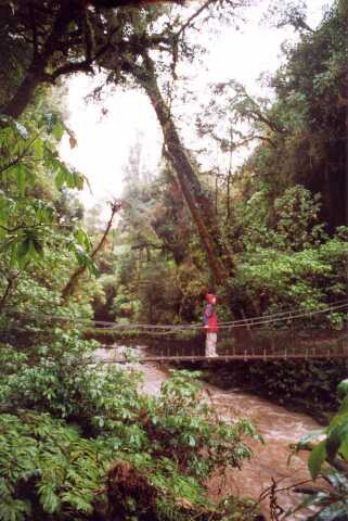 237 Les sv�t�c�ch �ev� ve dne 