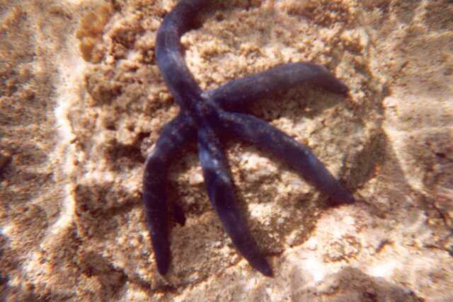 247 Podmo�sk� �ivot na Cookov�ch ostrovech 