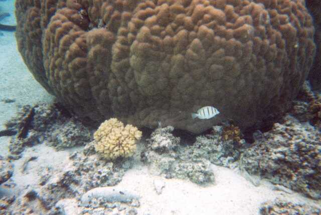 248 Podmo�sk� �ivot na Cookov�ch ostrovech 