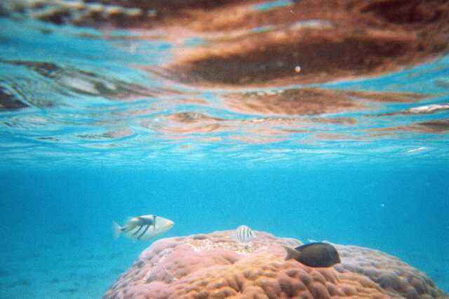 249 Prvn� ryba zleva kou�e 