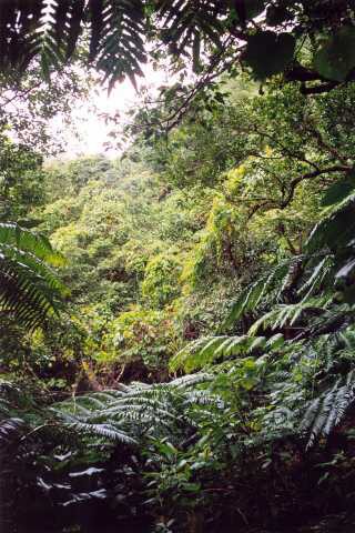 269 Ostrovn� d�ungle 