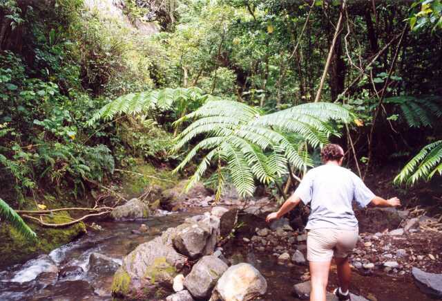 271 Ob�� kapradiny 