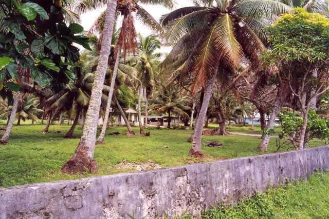 278 B�n� zahrada - sad kokosov�ch palem 