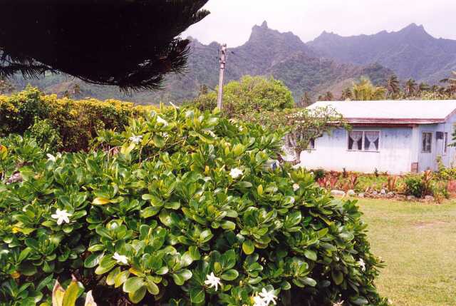 279 Kv�tek tiare �asto nos� mao�i za uchem 