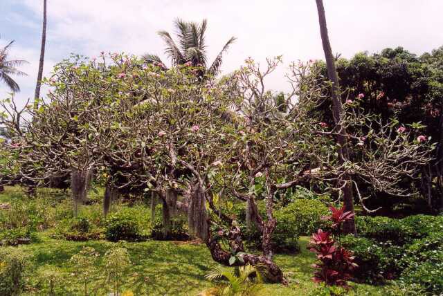 282 Z pestr� tropick� zahrady 