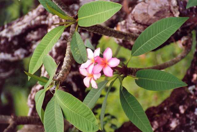 283 Tropick� kv�tena 