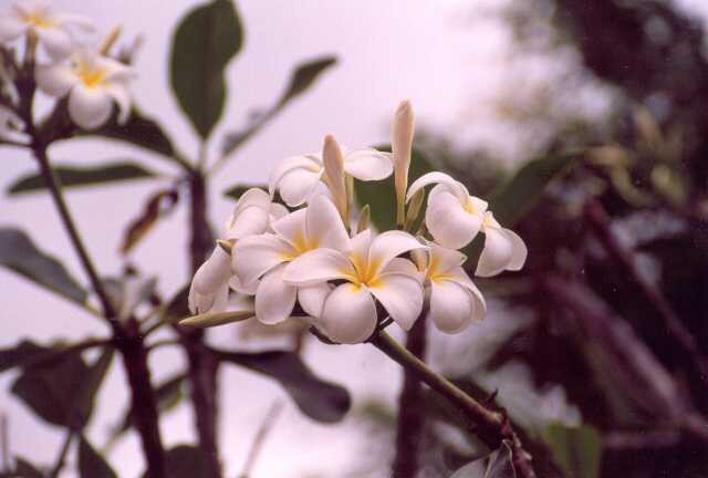 284 Tropick� kv�tena 