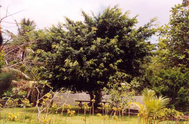 285 B�n� vzr�st f�kusu benjamin 