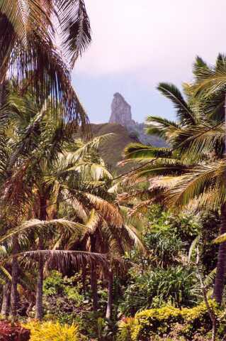 289 Te Rua Mang� ( Needle) 