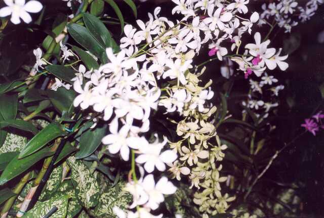 342 Ostrovn� kv�tiny orchideje 